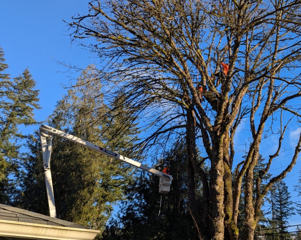 line clearance tree trimming
