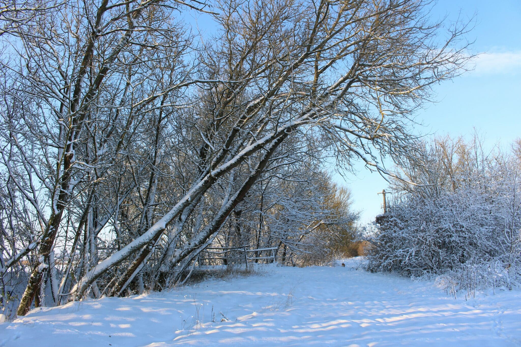 winter tree care